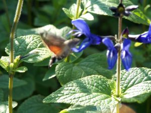 Kolibri-vlinder in Schagen