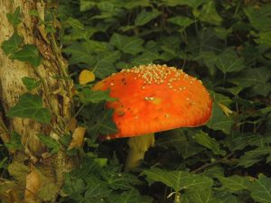 Nieuws uit de natuur: De vliegenzwam
