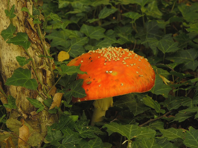 Nieuws uit de natuur: De vliegenzwam