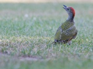 Nieuws uit de natuur: de groene specht