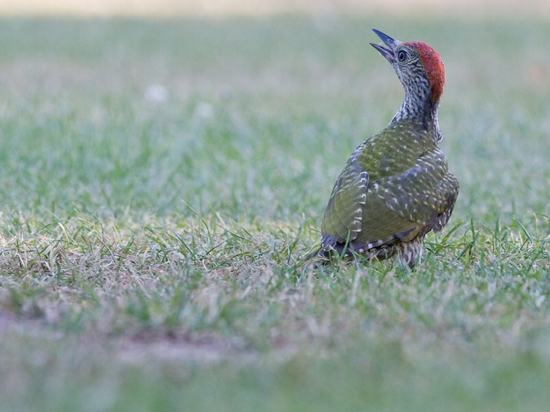 Nieuws uit de natuur: de groene specht