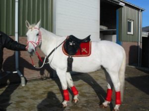 Paard al in Schagen