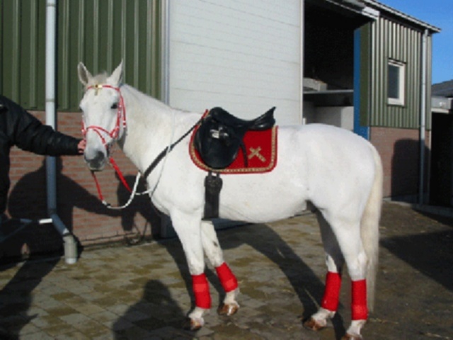 Paard al in Schagen