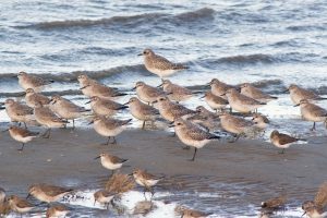 Welke zomergasten zie je op Balgzand?