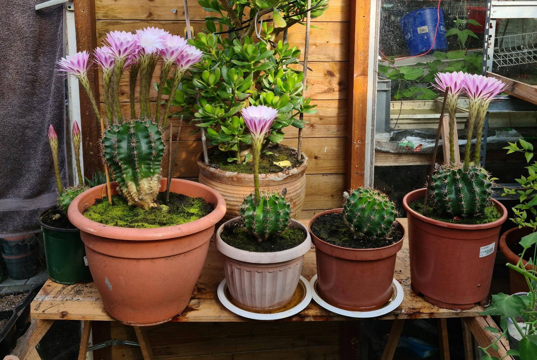 Cactussen bij volkstuinder Sietse Suurd weer vol in bloei