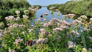 Natuurmonumenten organiseert natuurwerkdag in het Zwanenwater