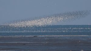 Vogelspotten op het schor van Balgzand