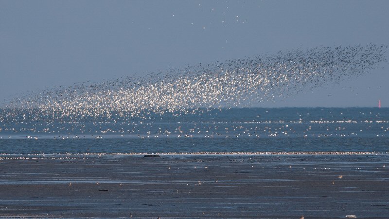 Vogelspotten op het schor van Balgzand