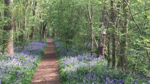 Provincie komt met subsidie voor bos