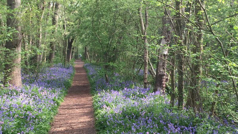 Provincie komt met subsidie voor bos