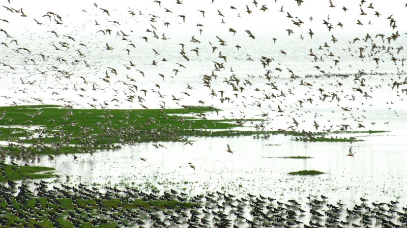 Spot de eerste trekvogel bij Balgzand