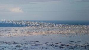 Bewonder de lente op het wad