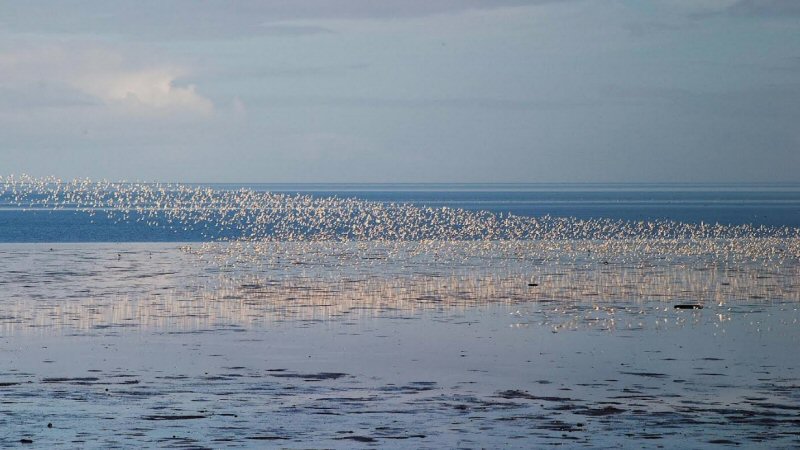 Bewonder de lente op het wad