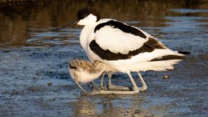 Lezing Harger- en Pettemer Polder