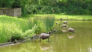 Beleef de lente in Eendenkooi ‘t Zand
