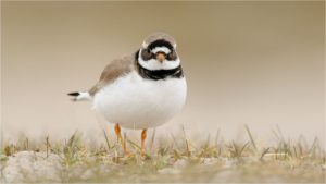 Bekijk broedende vogels in de Zandpolder