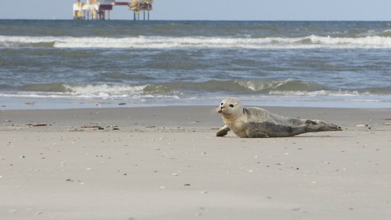 Themadag de Wadden: Economie van kust & zee