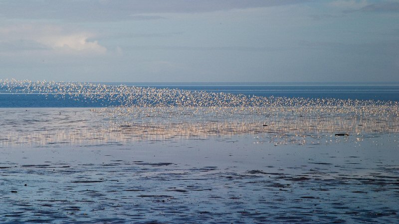 Vogelexcursie op de schorren bij Balgzand