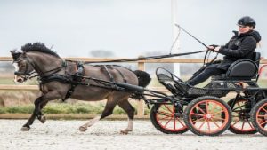 Marathon Bucephalus in Barsingerhorn