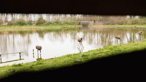 Hoe werkt de eendenkooi in ‘t Zand?