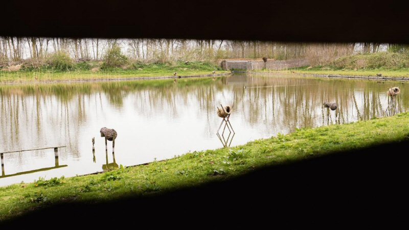 Hoe werkt de eendenkooi in ‘t Zand?