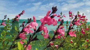 Lezing over Groenplan De Veert