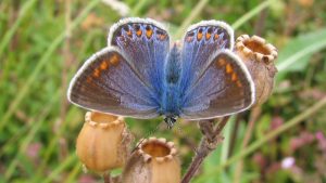 Op zoek naar vlinders en libellen