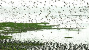 Spot de eerste trekvogels bij Balgzand