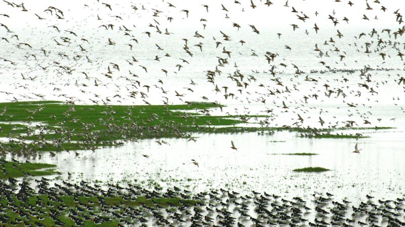 Spot de eerste trekvogels bij Balgzand