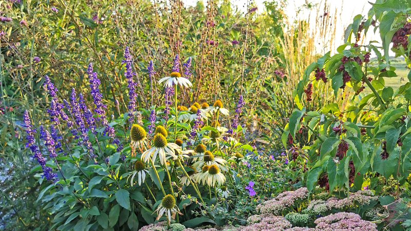 September, nazomer in de tuin
