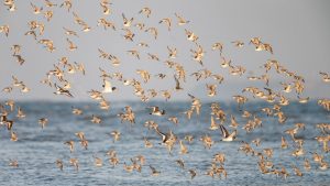 Zijn de eerste wintergasten al op het Wad