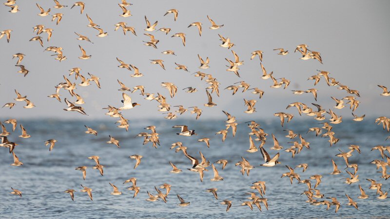 Zijn de eerste wintergasten al op het Wad