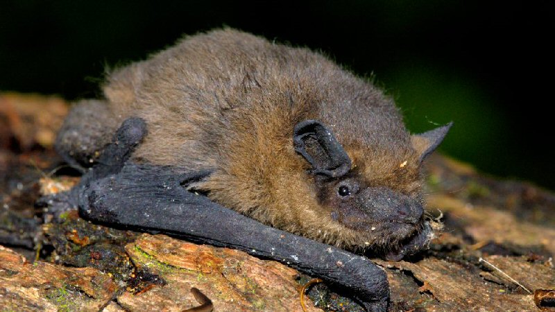 Op zoek naar vleermuizen in het Wildrijk
