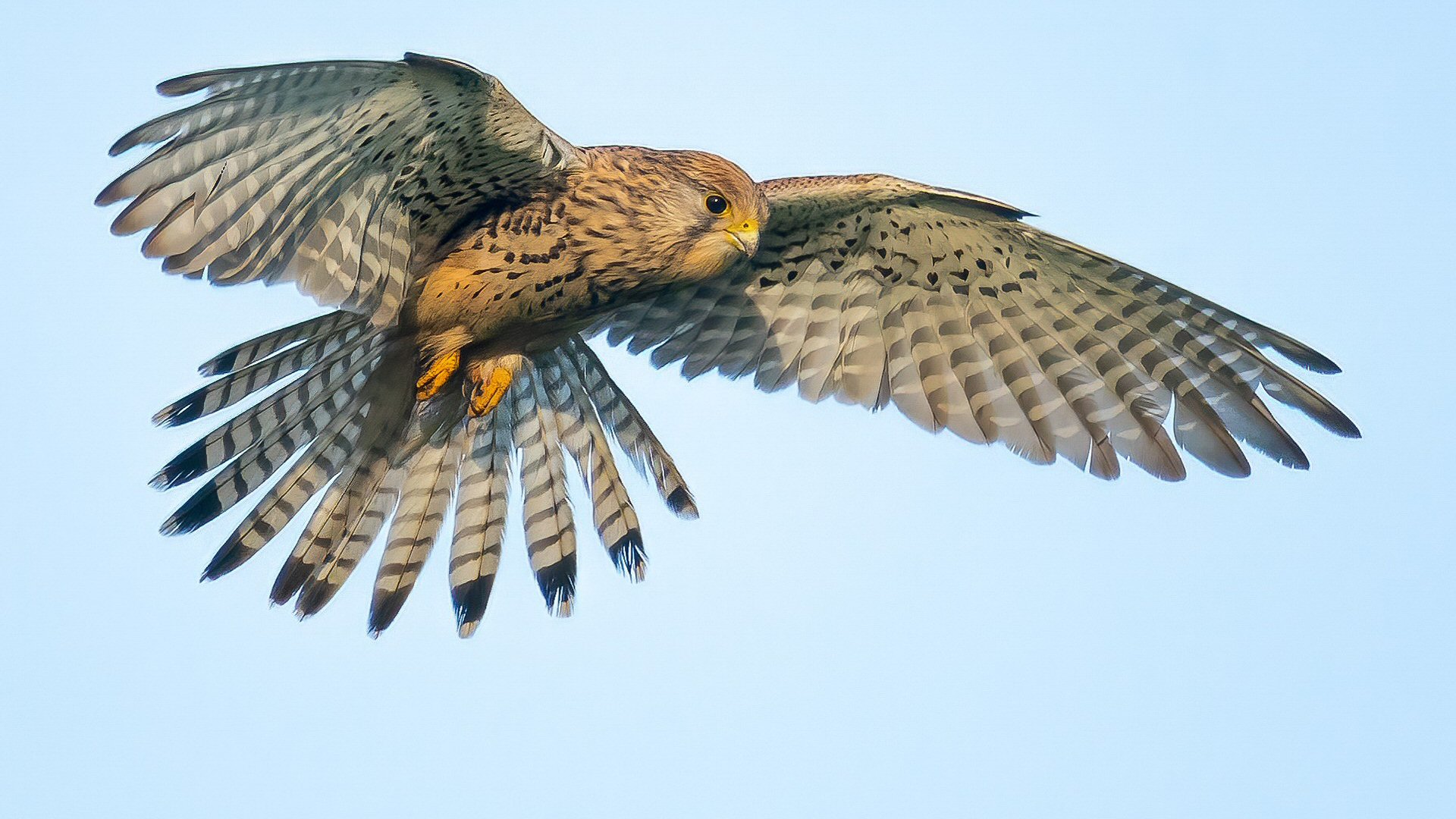 Welke roofvogels spot je op Balgzand?