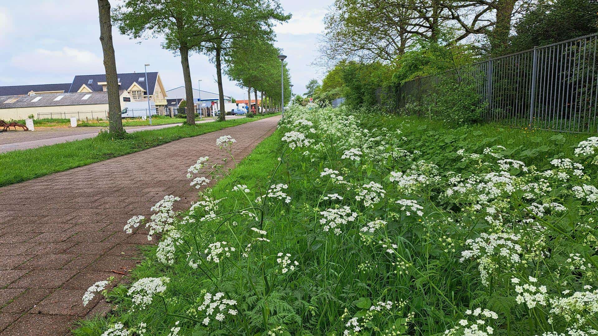 Aan de wandel in de Noordkop: Middenmeer, ommetje rond het dorp