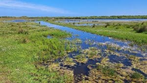Aan de wandel in de Noordkop: struinen door de Texelse duinen