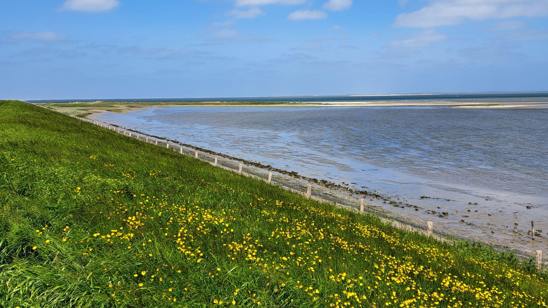 NIOZ: “Warmere Waddenzee stelt vissen voor lastige keuzes”