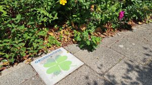 Hollands Kroon verkoopt geen snippergroen meer vanwege klimaatadaptatie