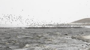 Bekijk vogels op Balgzand in de winter