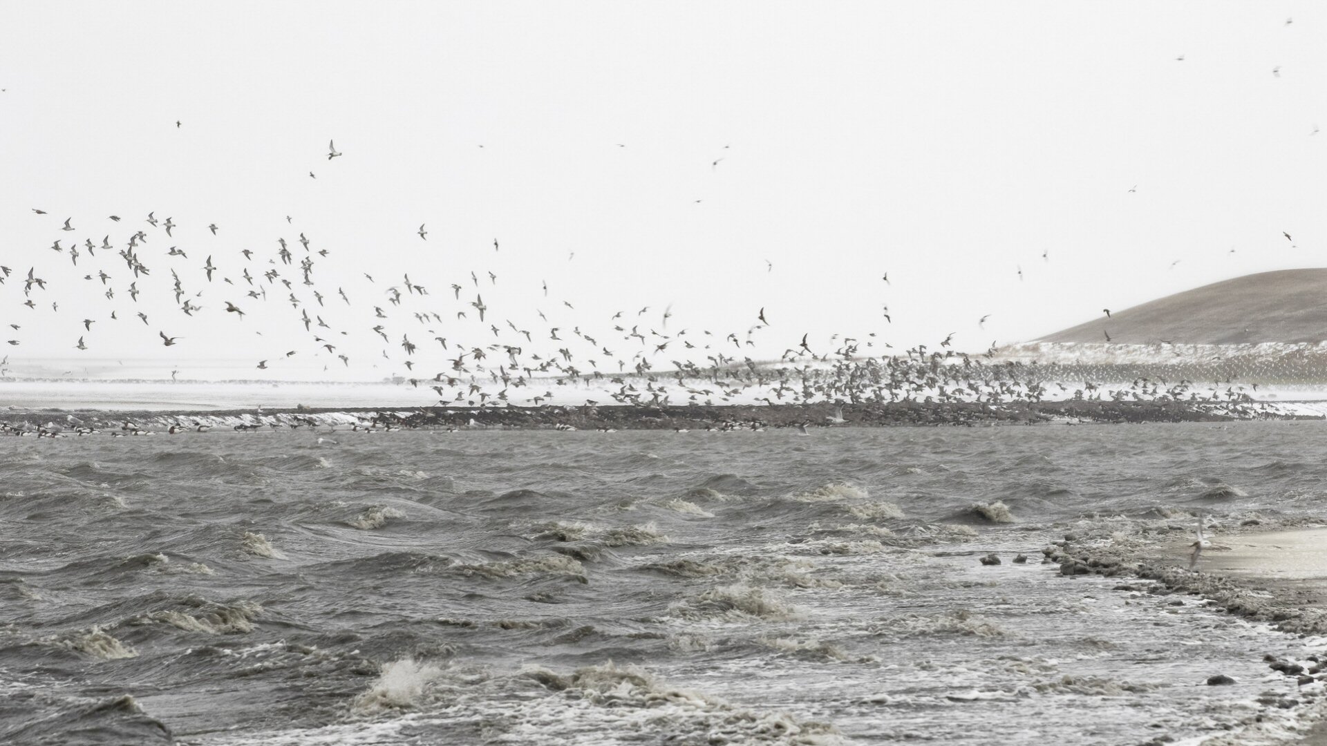 Bekijk vogels op Balgzand in de winter