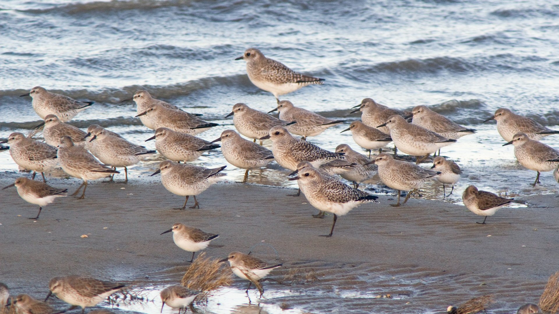 Spot de eerste trekvogels op Balgzand