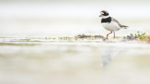 Broedvogels op het Groene Strand