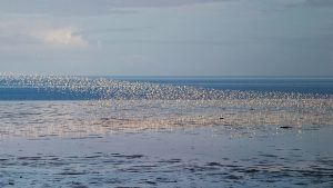 Welke vogels zie je op Balgzand?