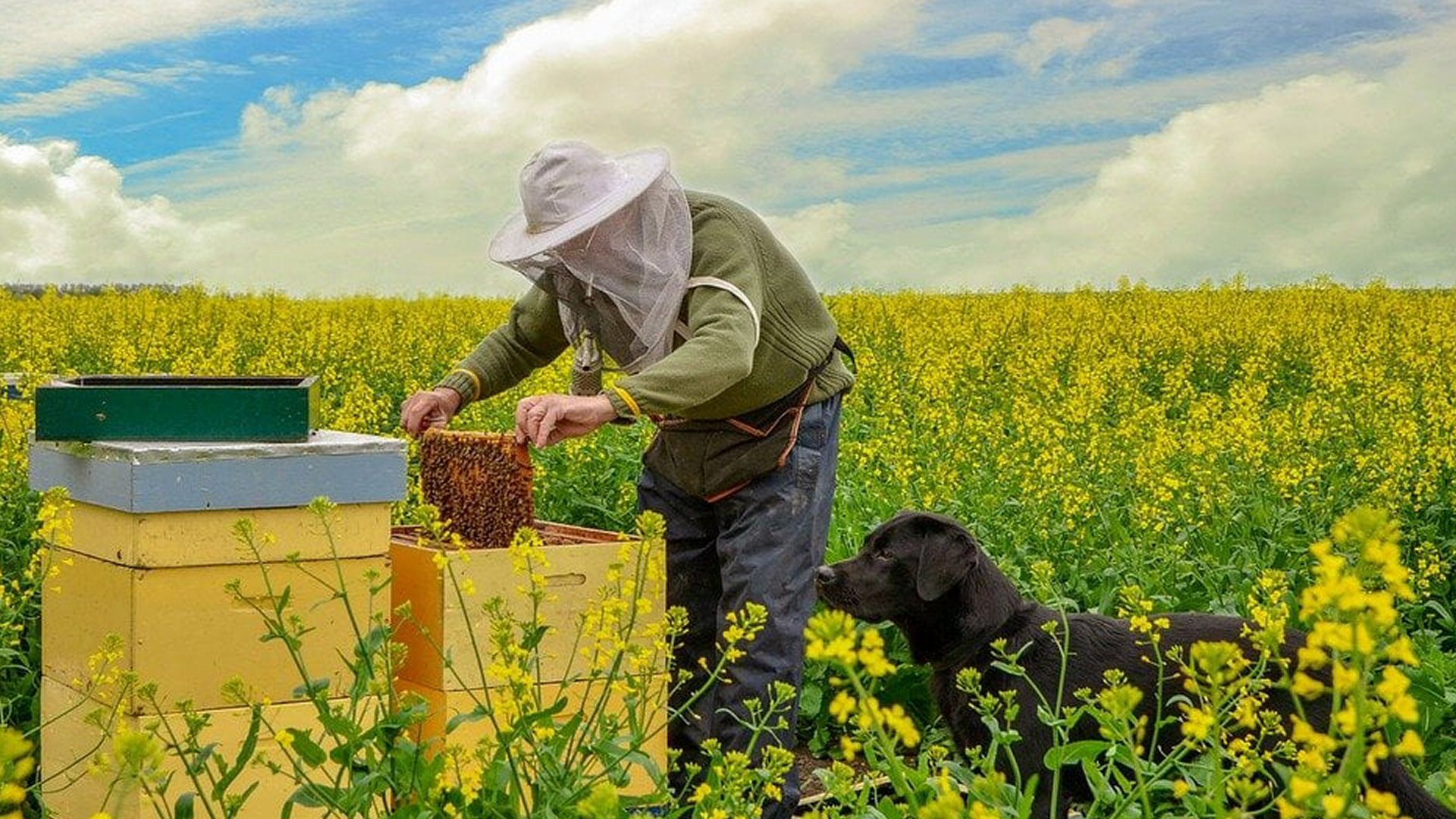 Open dagen bij Bijenvereniging Duin en Kogge
