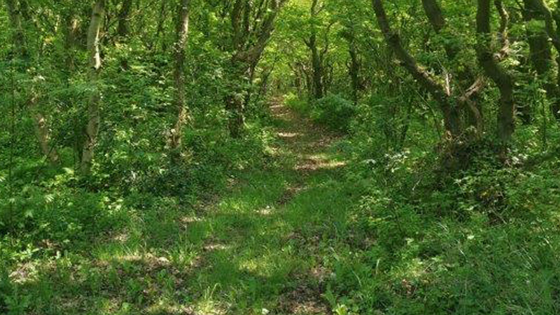 Wandelen door het Kooibosch
