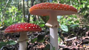 Paddenstoelendag in Wildrijk