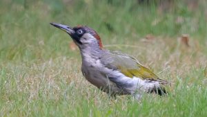 Vogellezing Tinga