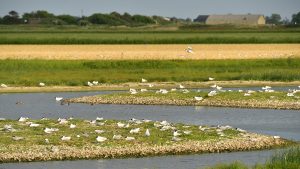 Uitbreiding bij natuurgebied Zandpolder