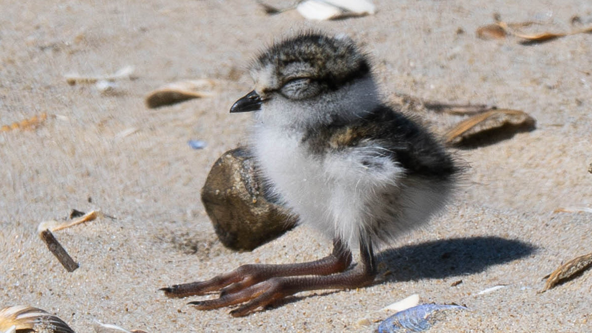 Vogellezing Tinga
