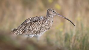 Lezing Vogelwerkgroep Tringa